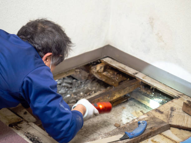 Best Attic Mold Removal  in Highland, AR
