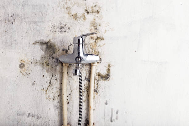 Best Local Mold Removal Service  in Highland, AR