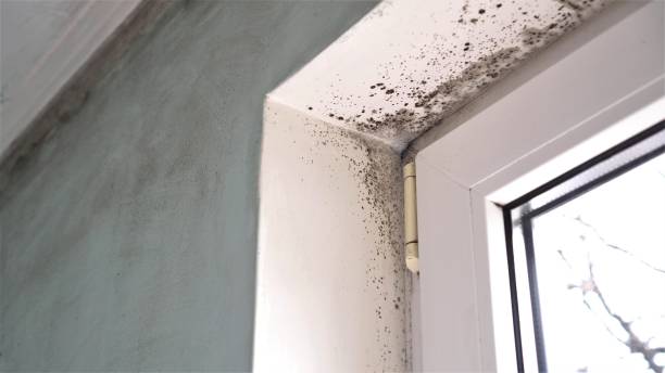 Mold Removal and Inspection in Highland, AR
