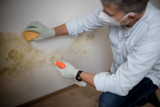 Office Mold Removal Services in Highland, AR
