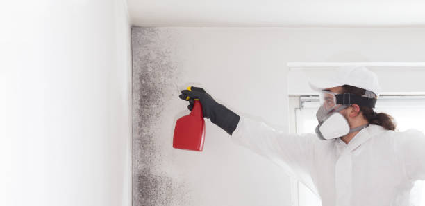 Best Mold Remediation  in Highland, AR