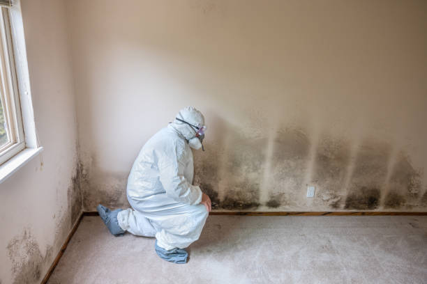 Best Home Mold Removal  in Highland, AR