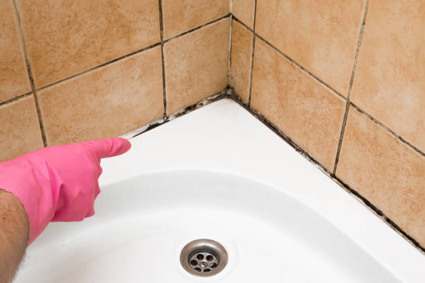 Mold Removal Process in Highland, AR
